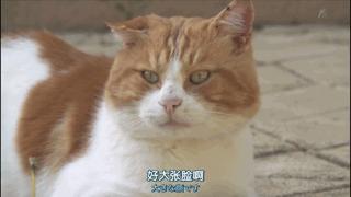 吸猫最高境界图片,吸猫最高境界完整视频