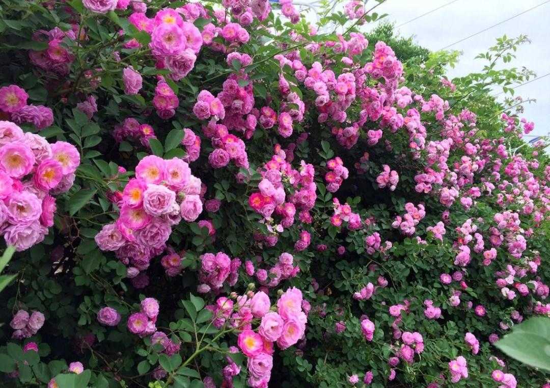 植物百科及寓意,植物百科知识大全