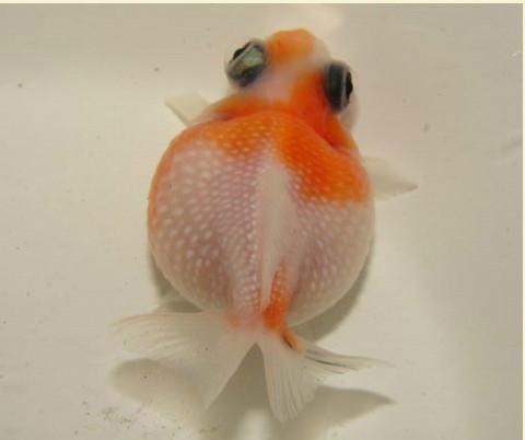 文种龙种蛋种金鱼主要特征,文种金鱼和蛋种金鱼的区别