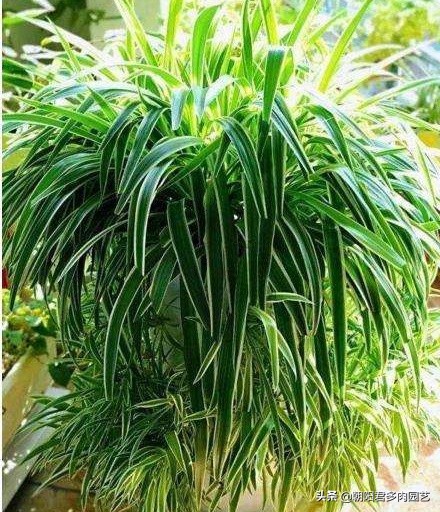 怎样把吊兰养成瀑布,吊兰长得像瀑布一样怎么办