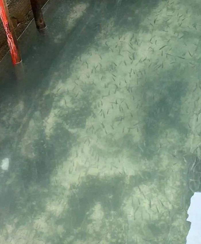 海豚“杰克”在暗礁海域为船只引航41年,爱让我们更懂得善待生命