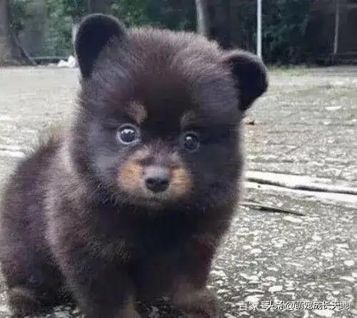 狗突然不吃粮了怎么办,家里养的狗不见了怎么办