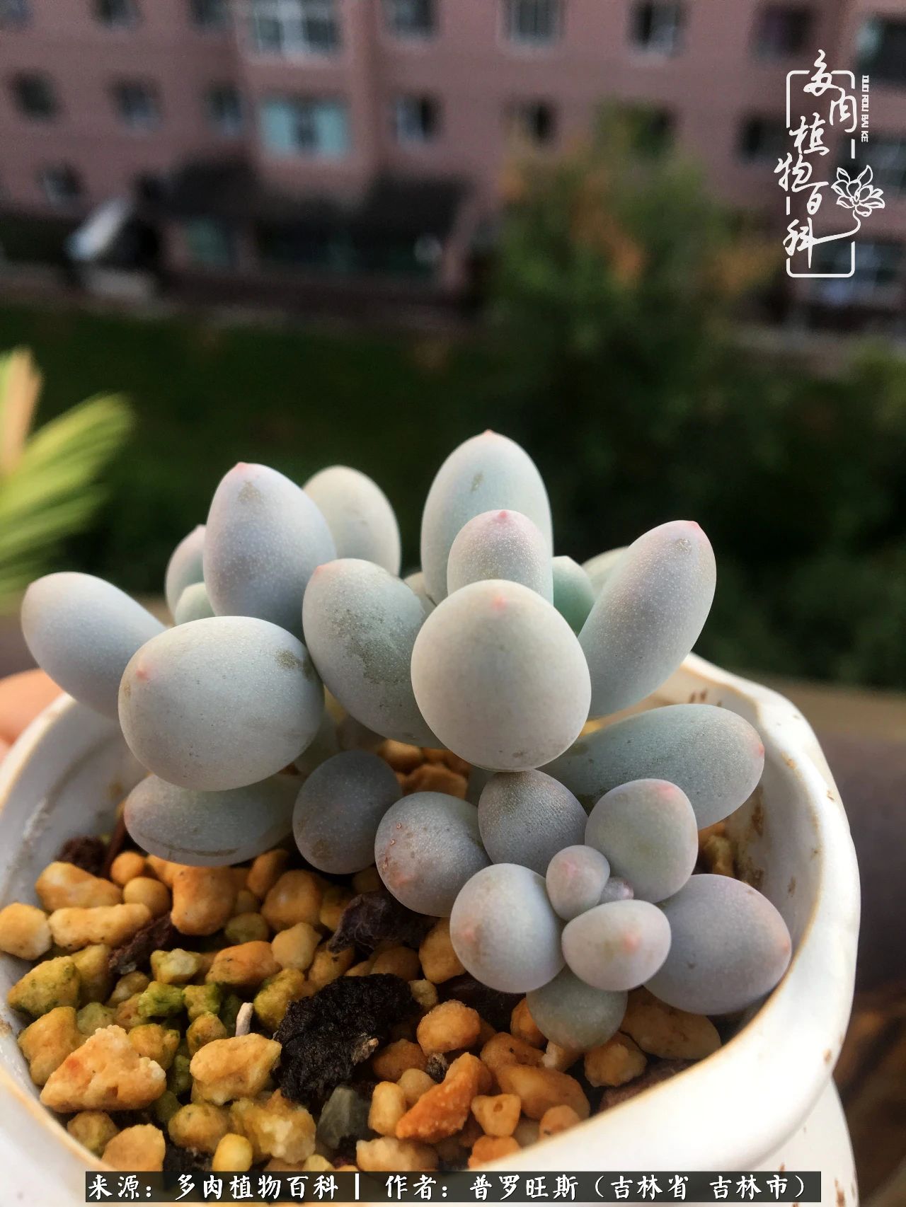 日日勤服侍，日日勤拂拭！服侍花儿，就是拂拭心灵