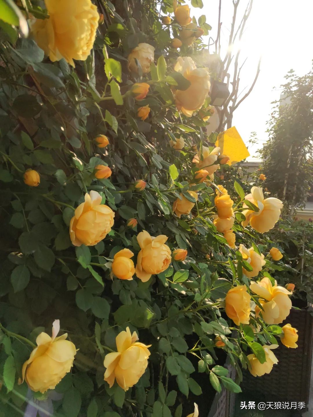 月季花是时候展现真正的技术了 (开春的第一波月季花就这么过去了)