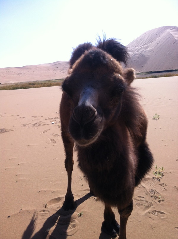 徒步穿越巴丹吉林沙漠路线,穿越巴丹吉林沙漠四日游