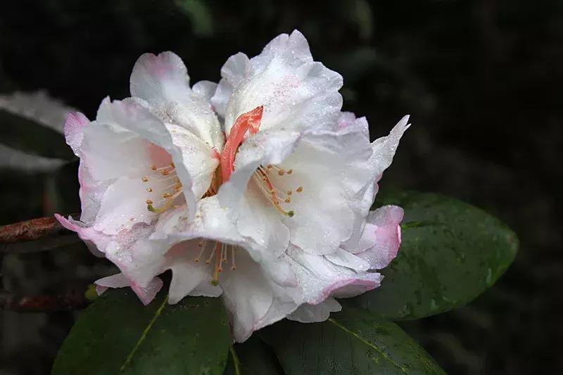 凉山最漂亮的花海,西昌赏花攻略