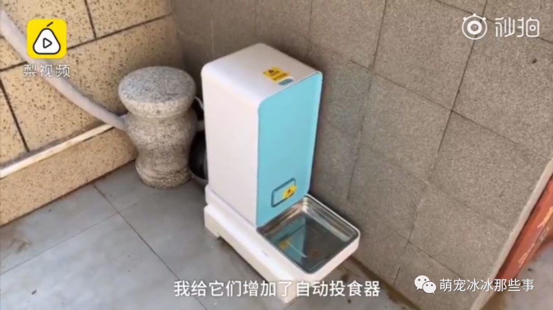 主人花30万打造的豪华狗窝,全网最土豪狗窝