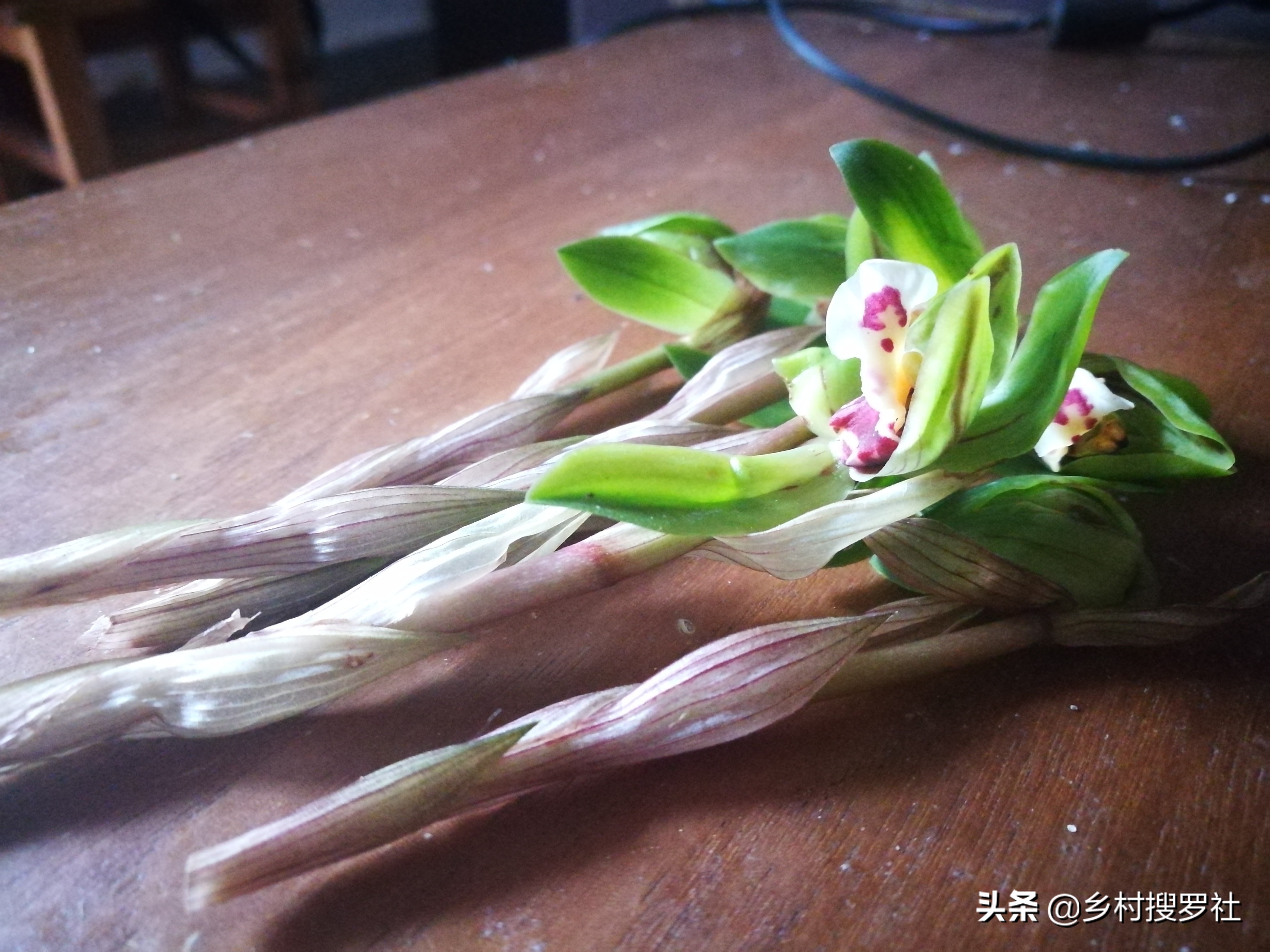 春兰开的都是素花怎么回事,春兰开素花好吗