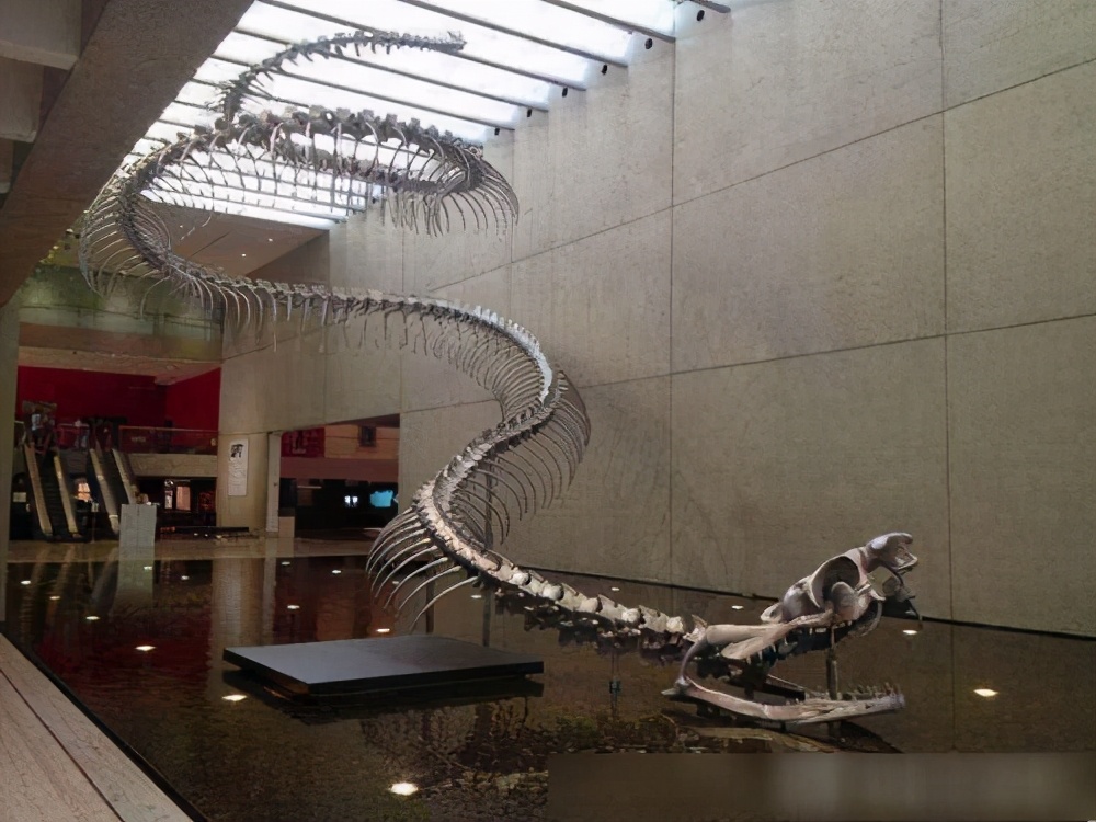 最长的蛇是什么蛇森蚺,史前巨蟒到底有多大