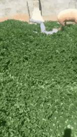 真鳄鱼皮鞋搞笑,鳄鱼皮鞋搞笑视频