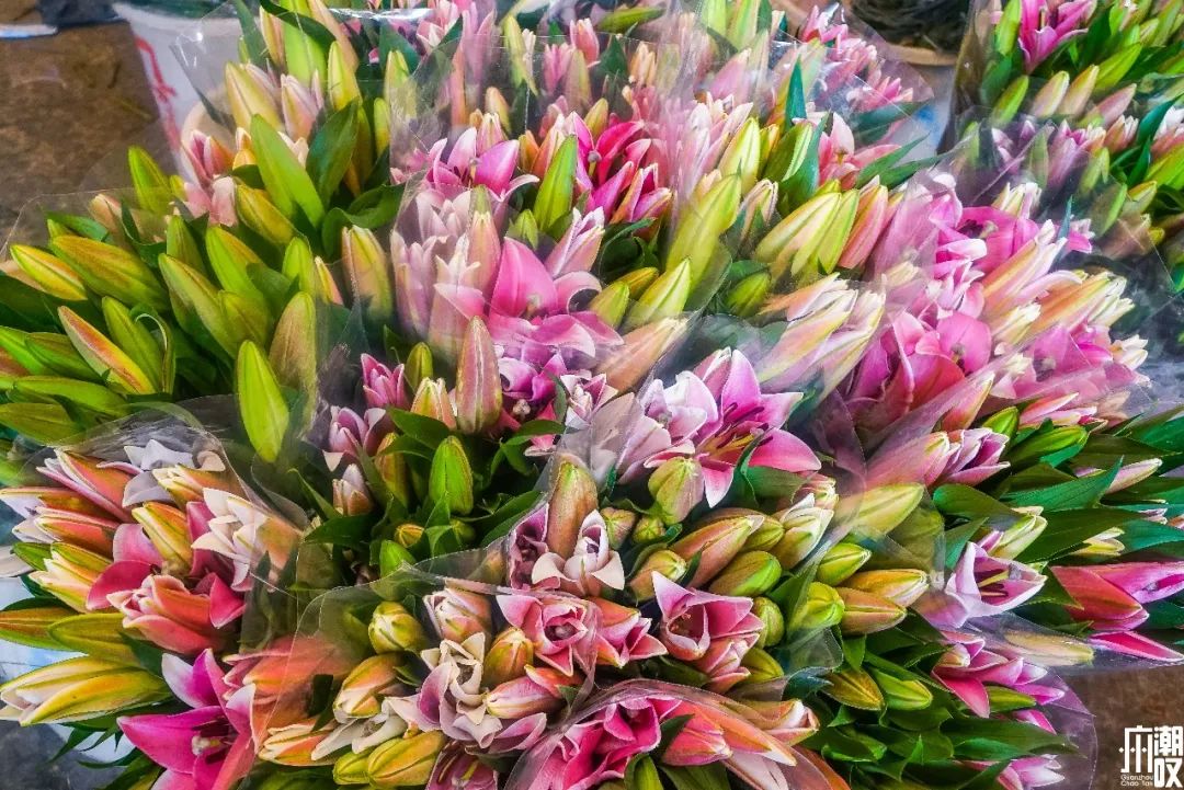 广州最大的花卉市场有哪些店,广州最便宜的花卉交易市场