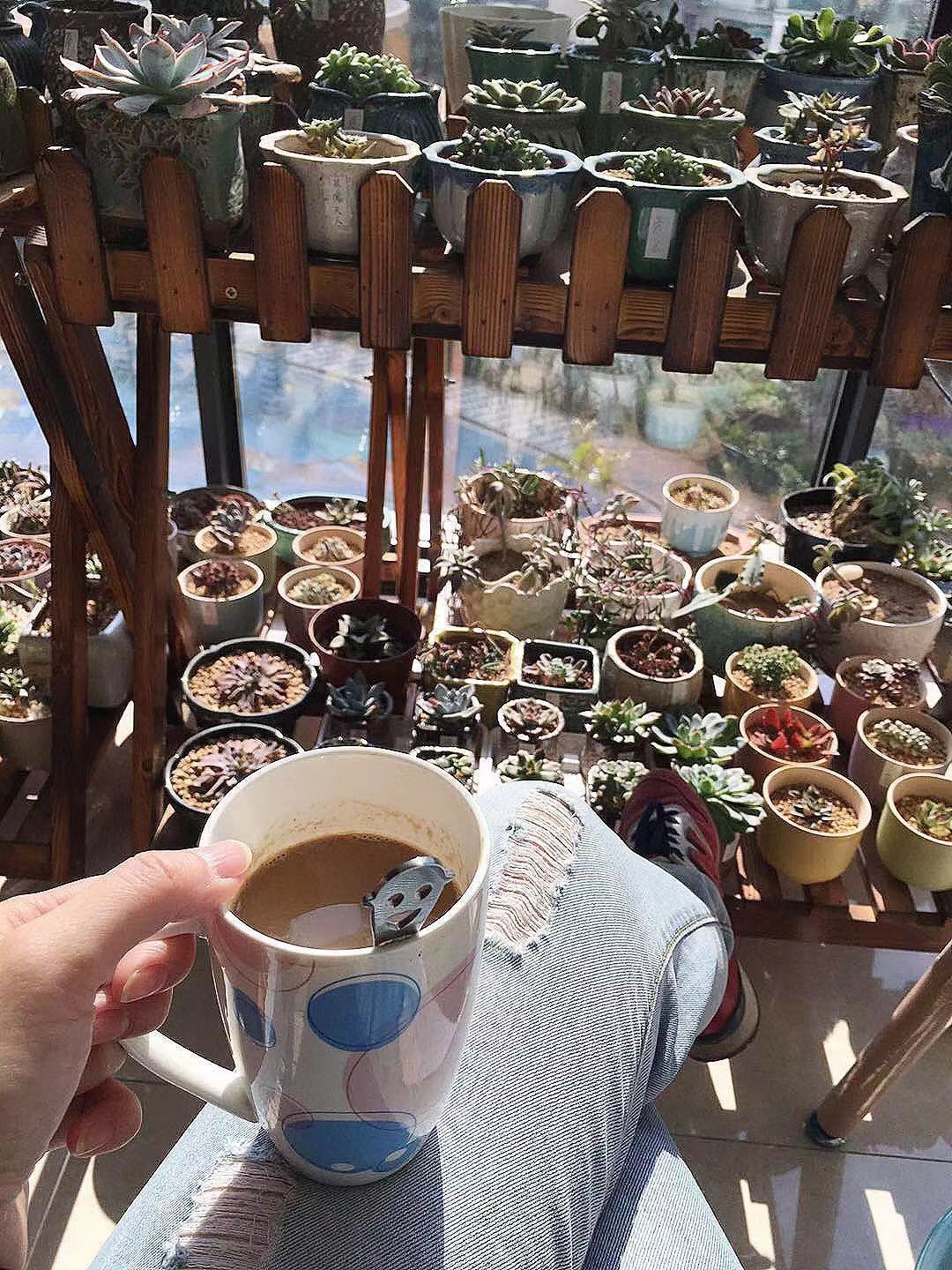 多肉得了病怎样治疗,多肉得白毛病怎么办