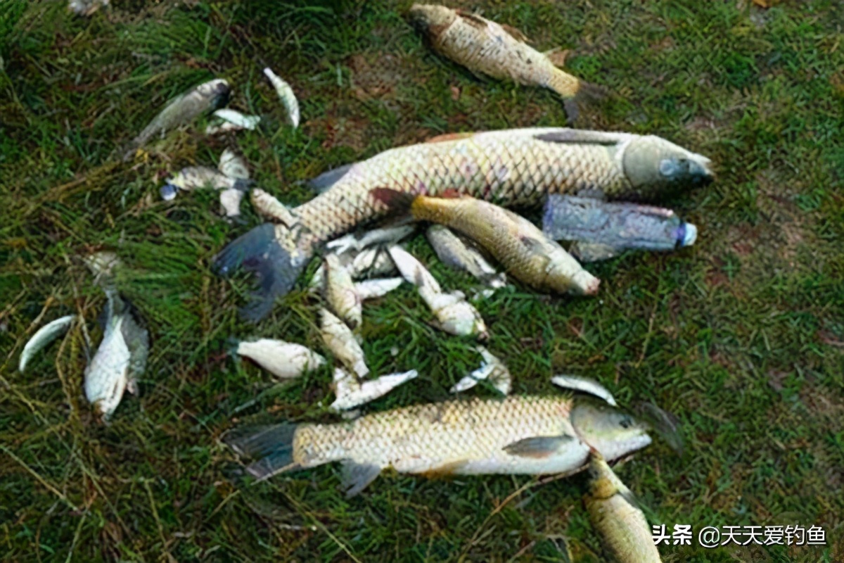 钓鱼渔具大全怎么做,钓鱼最省力的渔具