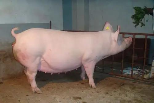 猪场的母猪子宫内膜炎原来可以这样轻松治