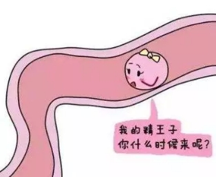 卵子怎么产生和死亡的,卵子到底是怎么死的