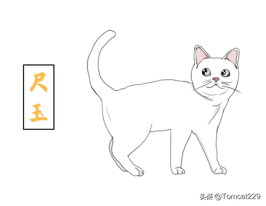 古代是如何给猫咪取名字的,古人给猫取名字