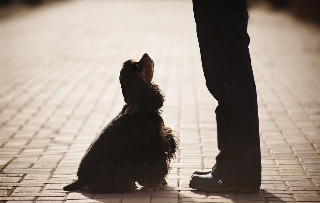 训狗的十八个技巧,秘籍传授口诀大全