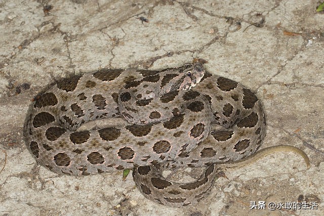 100种有毒的蛇,10种最毒的蛇是哪种蛇