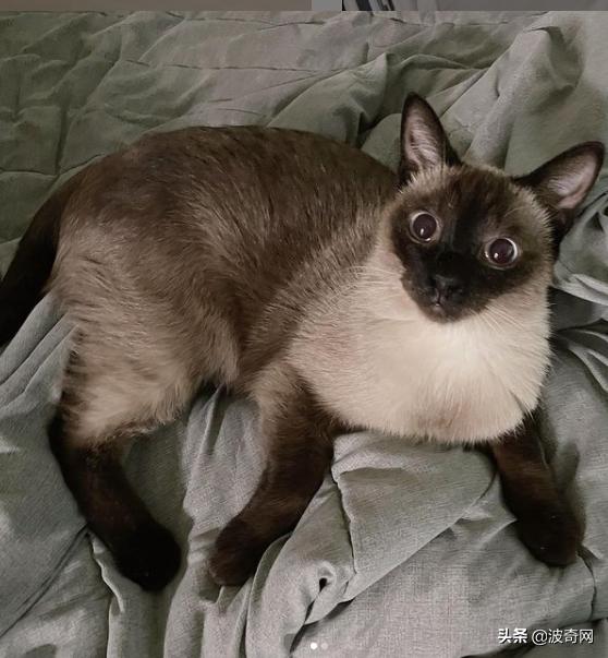 猫咪脸型体型怎么看,耳朵轮廓能看出猫咪的性格嘛