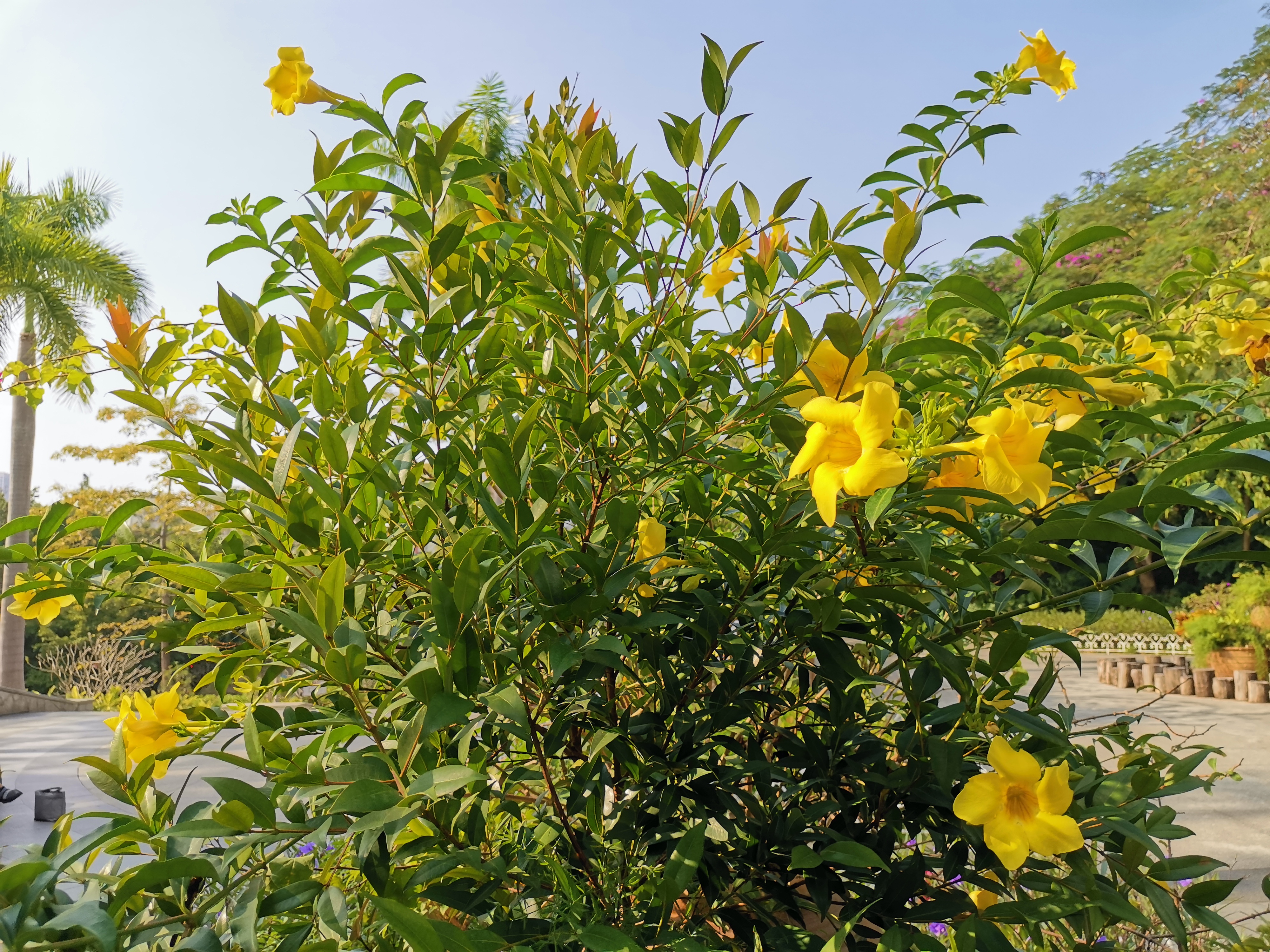 宝安公园,宝安平峦山公园