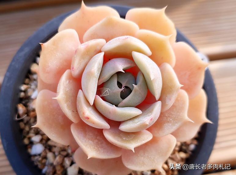 露娜莲多肉怎么出颜色,多肉露娜莲的养护方法