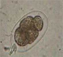 处理狗狗皮肤病的小妙招,狗狗皮肤发红是什么皮肤病