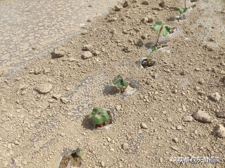 棉苗病害最佳治疗方法,棉苗药害死亡