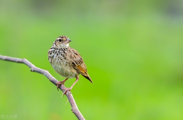 致云雀高中语文讲解,人教版高中语文致云雀课堂笔记