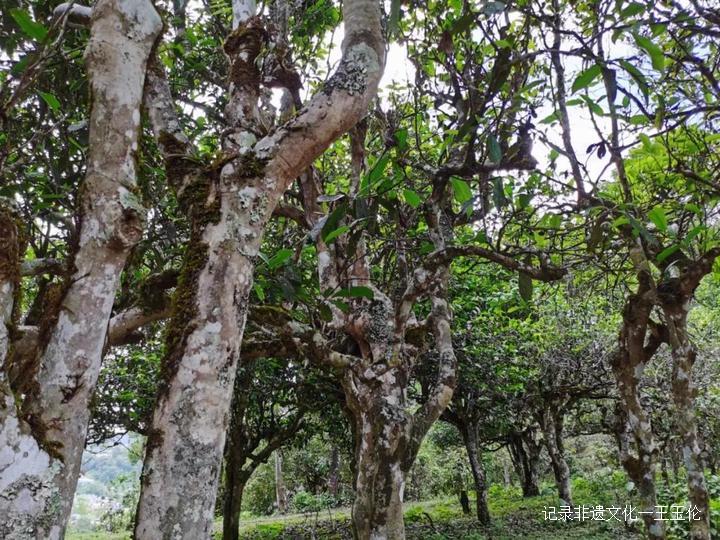 王者风范茶叶价格,龙润普洱生茶顶级老茶饼