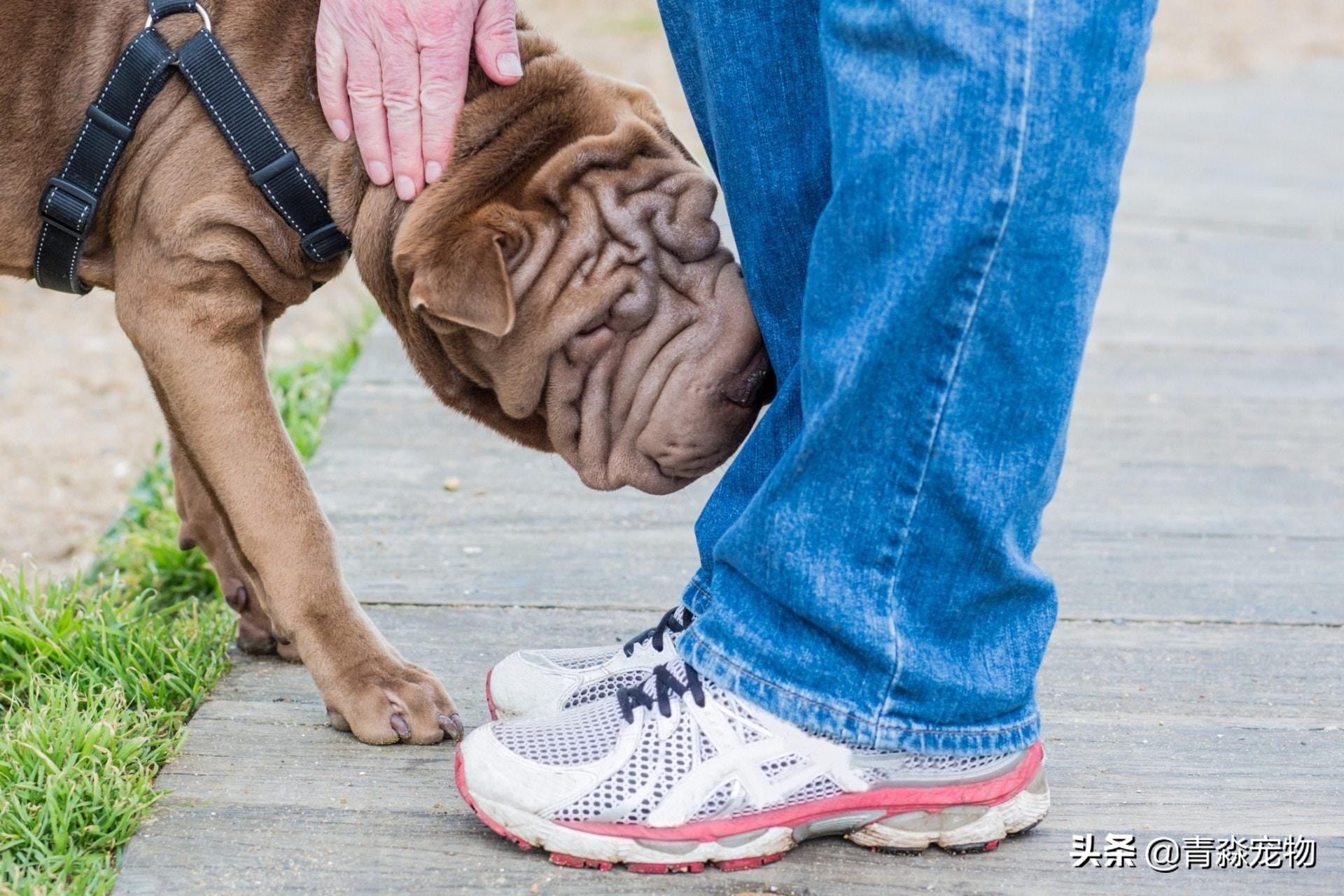 爱犬丢失找回最佳方法,爱犬走失主人怎么找回