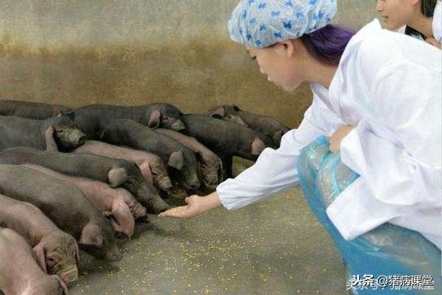 母猪得乳房炎能喂哺乳母猪料吗,母猪乳腺炎的防治方法