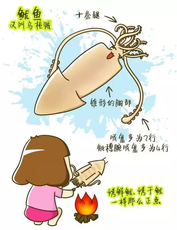 章鱼鱿鱼乌贼傻傻分不清,章鱼鱿鱼乌贼这三样有什么区别