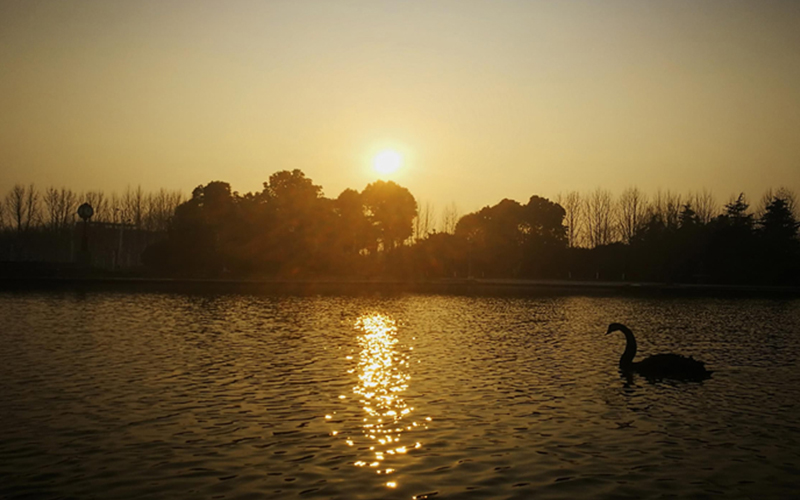 河南民办高校（本科）大起底：野花儿香，能采不？