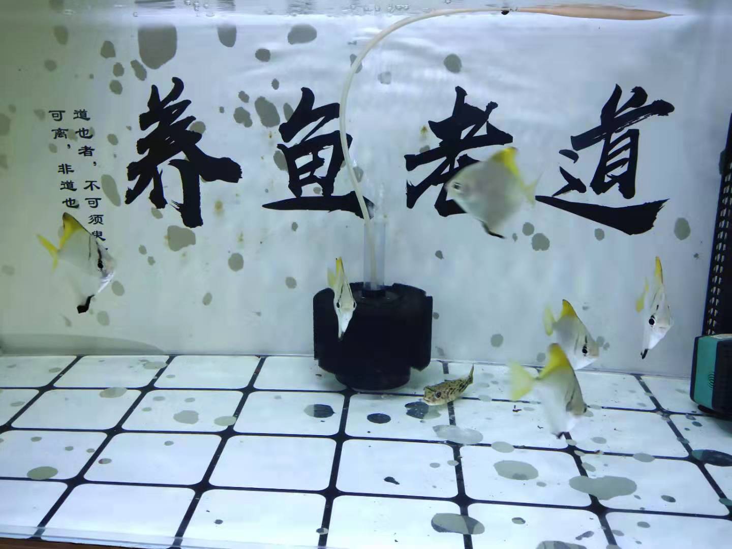 买观赏鱼需要注意的事项,购买观赏鱼应该注意什么