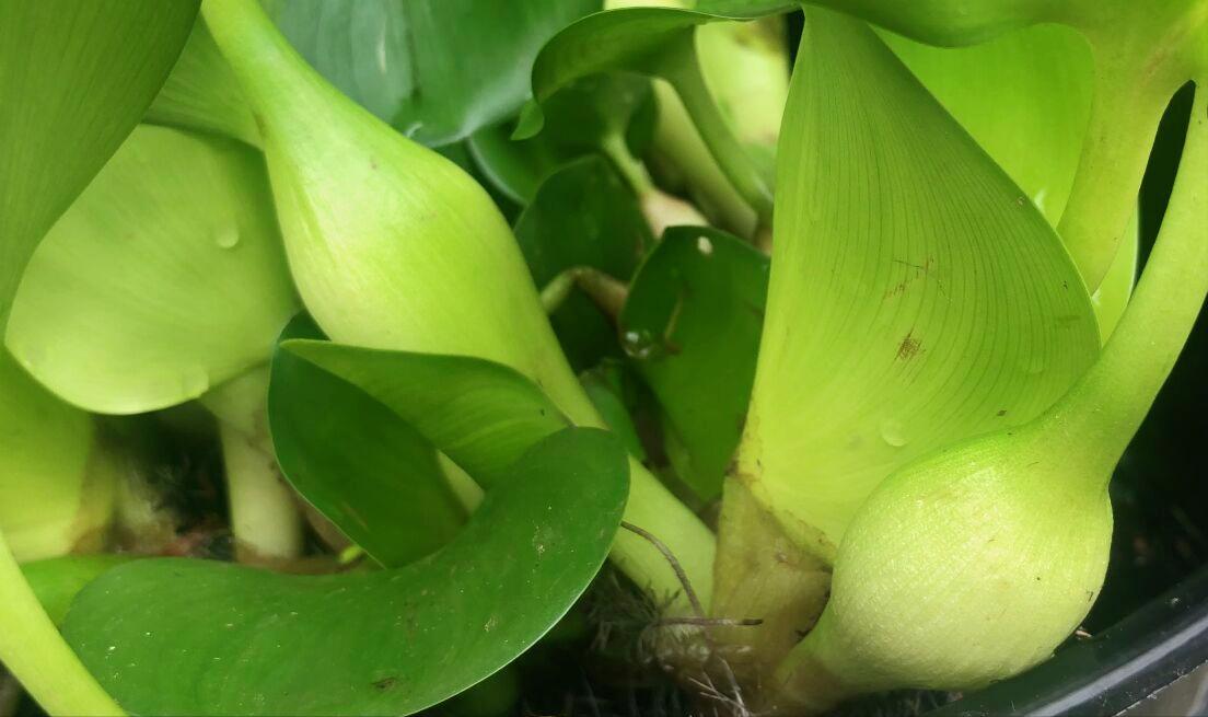 水葫芦为什么很少人看到,水葫芦的种类与图片介绍