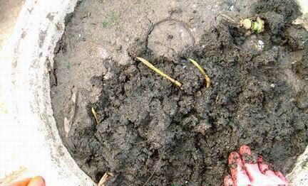 家有小院别忘了养一缸荷花,观赏型的在庭院的荷花怎么养