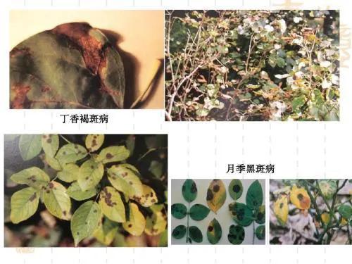 园林植物病虫害防治作业问答题,园林植物病虫害防治的心得体会