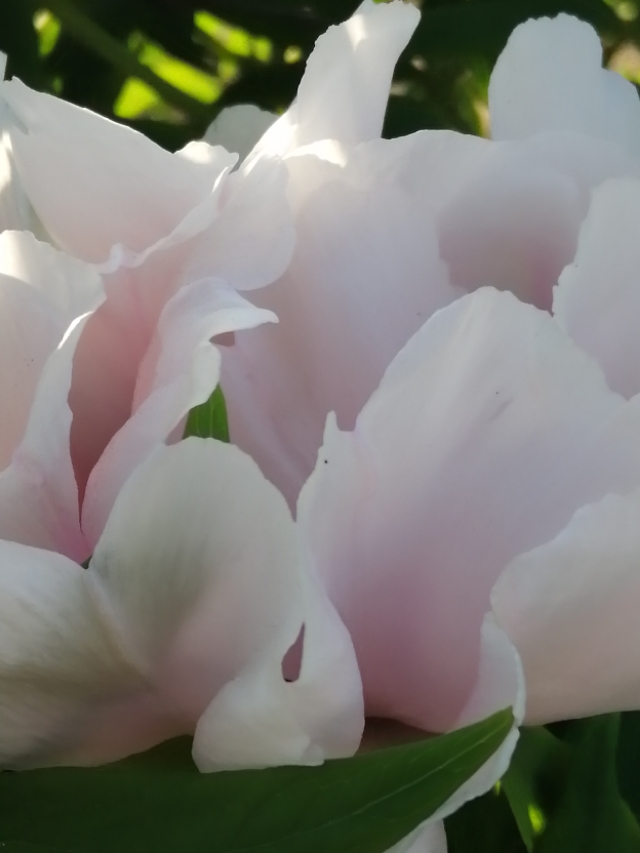 祭天堂的父母,祭天堂的父亲母亲