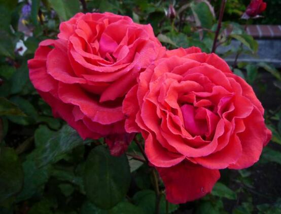 玫瑰花的花语和象征含义是什么,红色玫瑰花和粉色玫瑰花花语