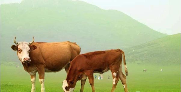 牛腐蹄病最快治疗方法,牛腐蹄病防治方法