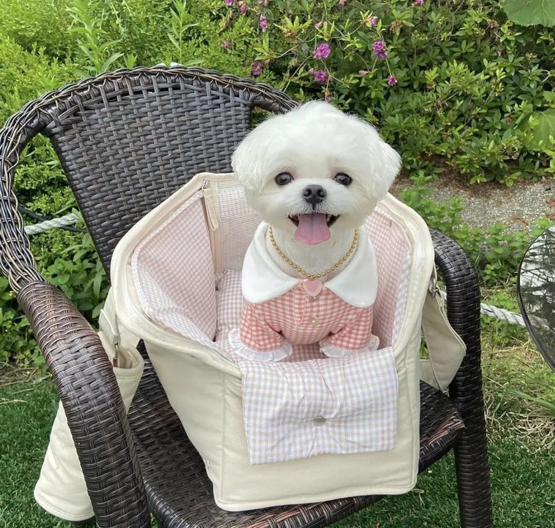 惹人喜爱的萌犬,萌犬