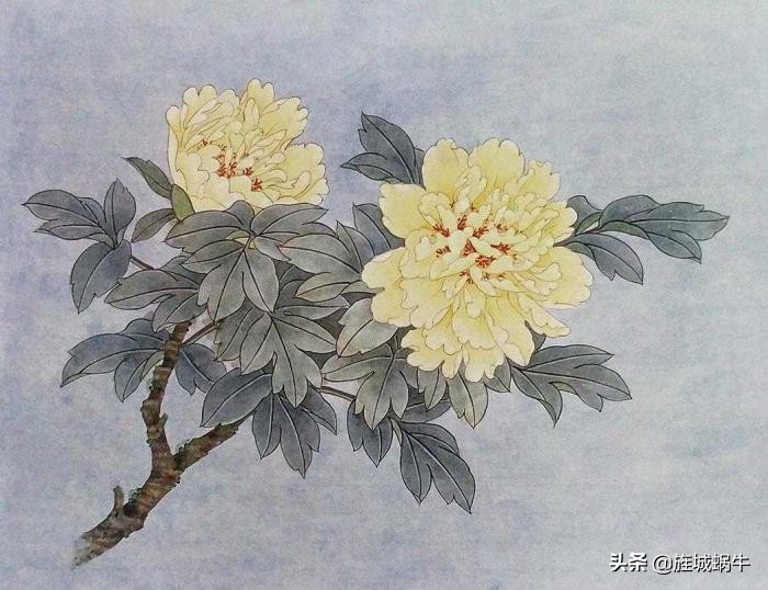 工笔牡丹姚黄上色步骤,姚黄牡丹工笔画法