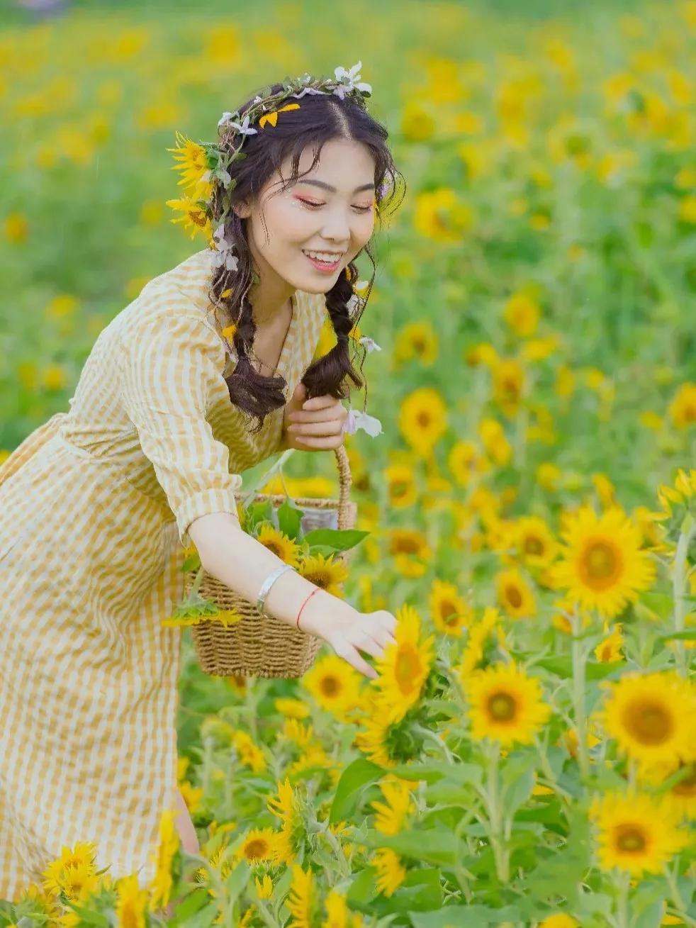 向日葵花海景点成都双流,双流周边向日葵景区在哪里