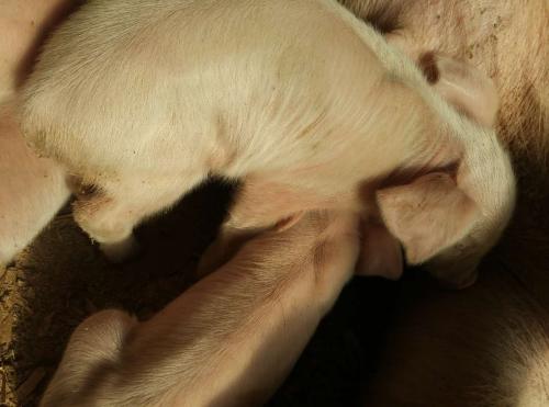 小猪拉稀是不是多喝水就不会脱水,小猪严重拉稀脱水不吃食用什么药