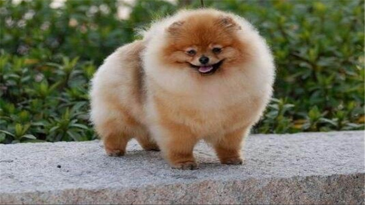 狗狗长小疙瘩,狗狗长皮肤病还会长出新毛吗