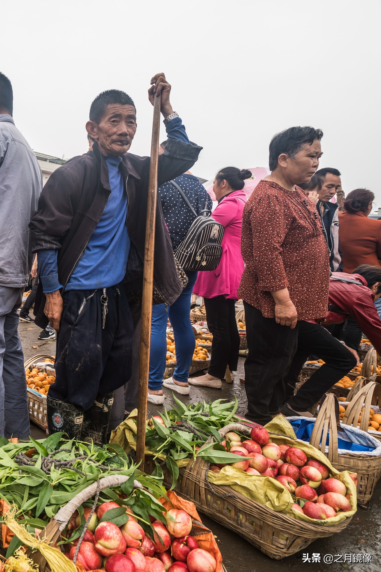 天府新区太平枇杷,成都太平枇杷批发市场