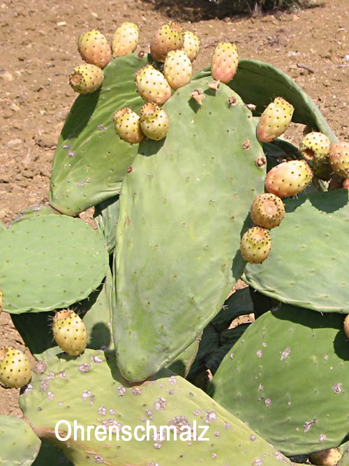 陆龟最喜欢的蔬菜,陆龟爱吃什么