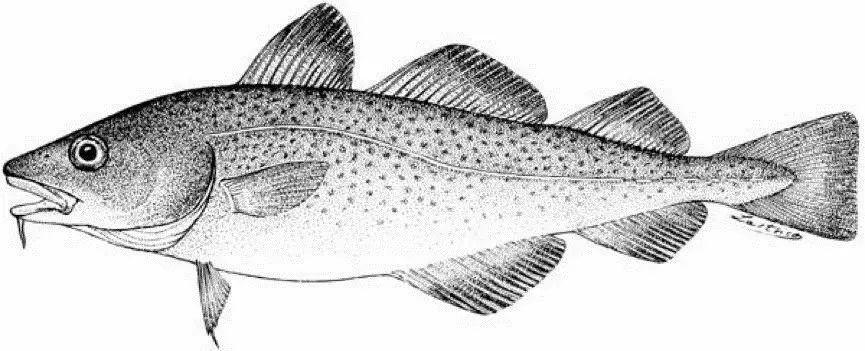 从抄袭英国渔船，到二战后自己造，苏联引领全球第三次拖网革命