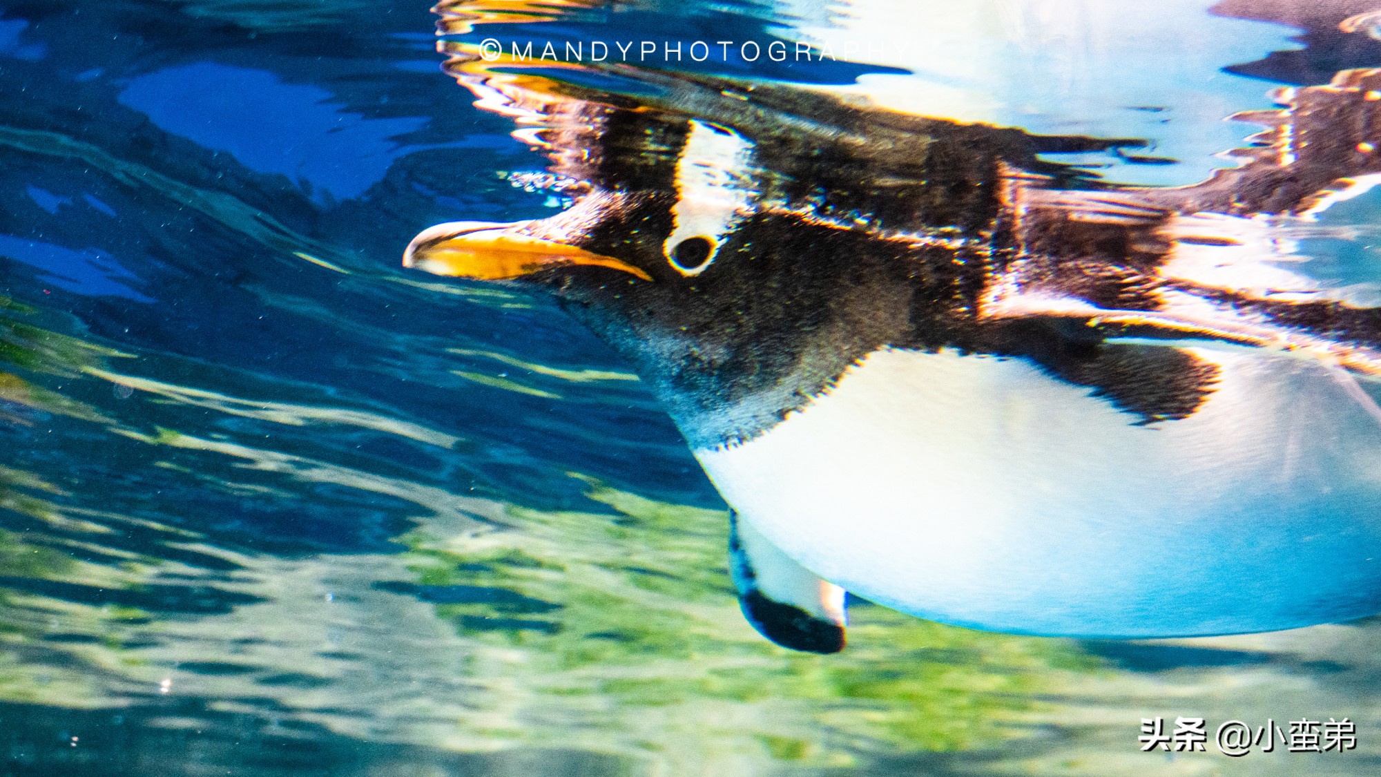 香港巡礼|是谁！敢拿水枪给20岁的海贼王庆生？