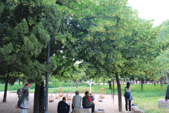 椴树和椴叶树,欧洲大叶椴树果实